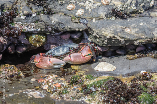 Crab in tidepool at Point Lobos State Reserve, California