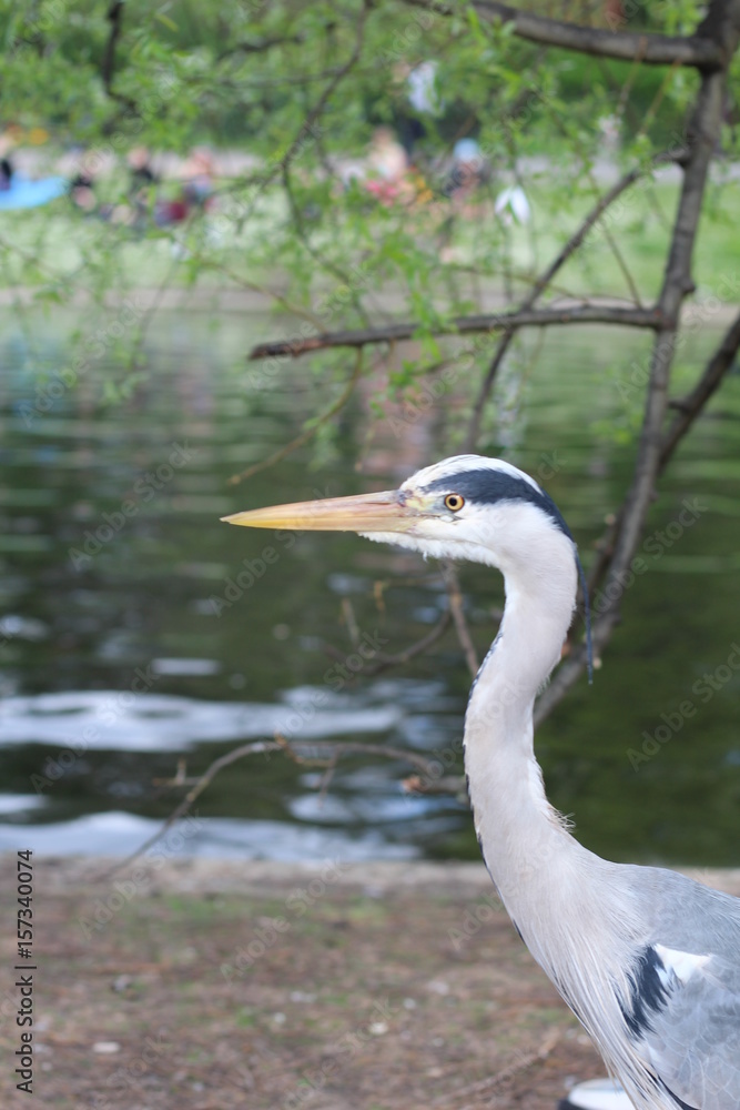 heron