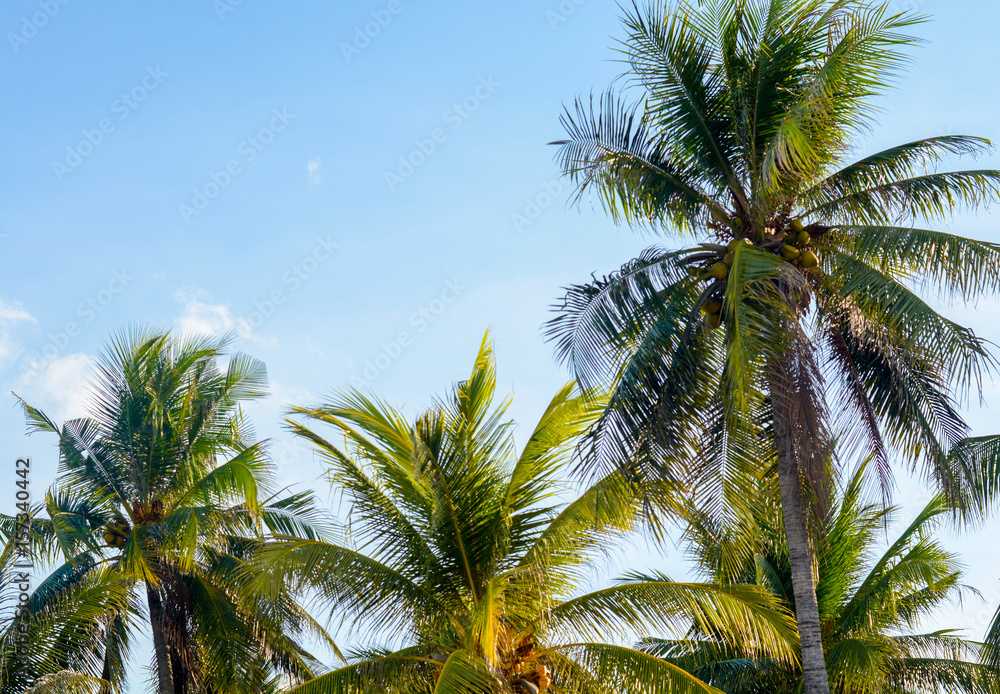 Coconut palm trees, beautiful tropical and sky background
