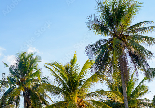 Coconut palm trees  beautiful tropical and sky background