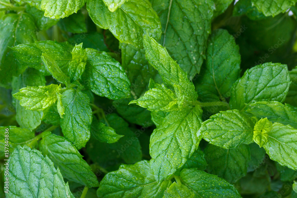 Growing mint leaves Growing mint leaves
