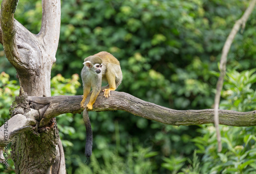 Obraz na plátně Portrait of squirrel monkey Saimiri sciureus sitting on a tree branch