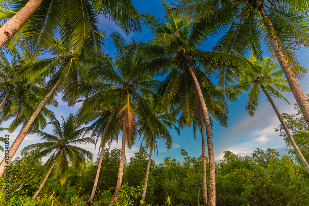 sweet coconut around on the Mentawai beach sweet coconut around on the Mentawai beach