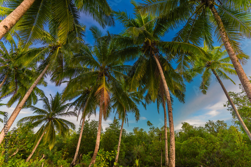 sweet coconut around on the Mentawai beach