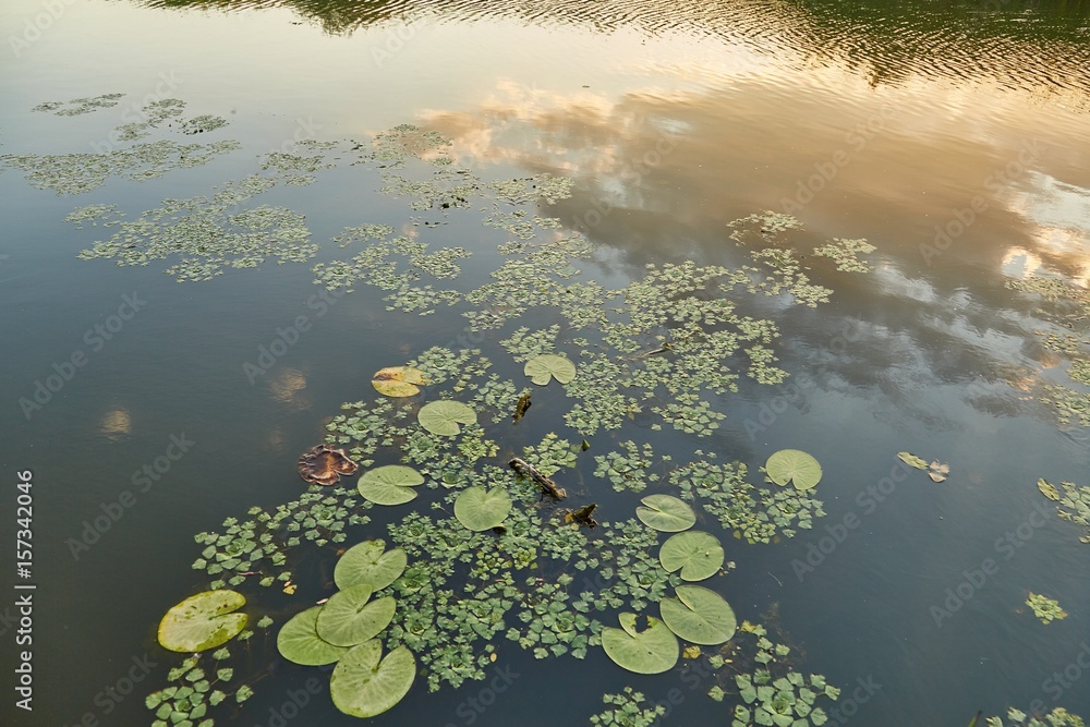 Water surface with plants Water surface with plants