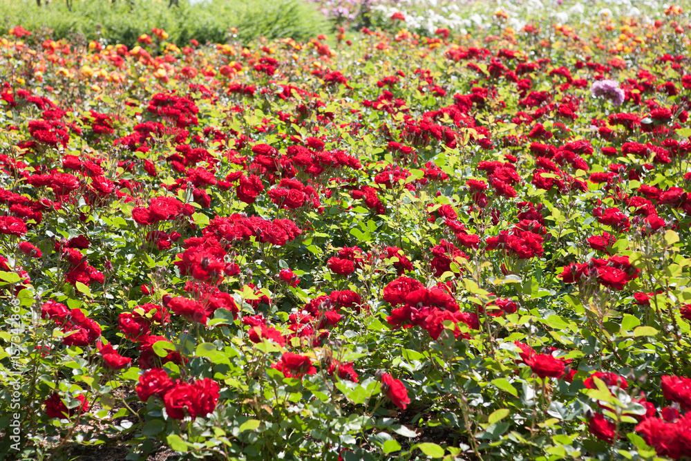 Rose garden with lots of red roses