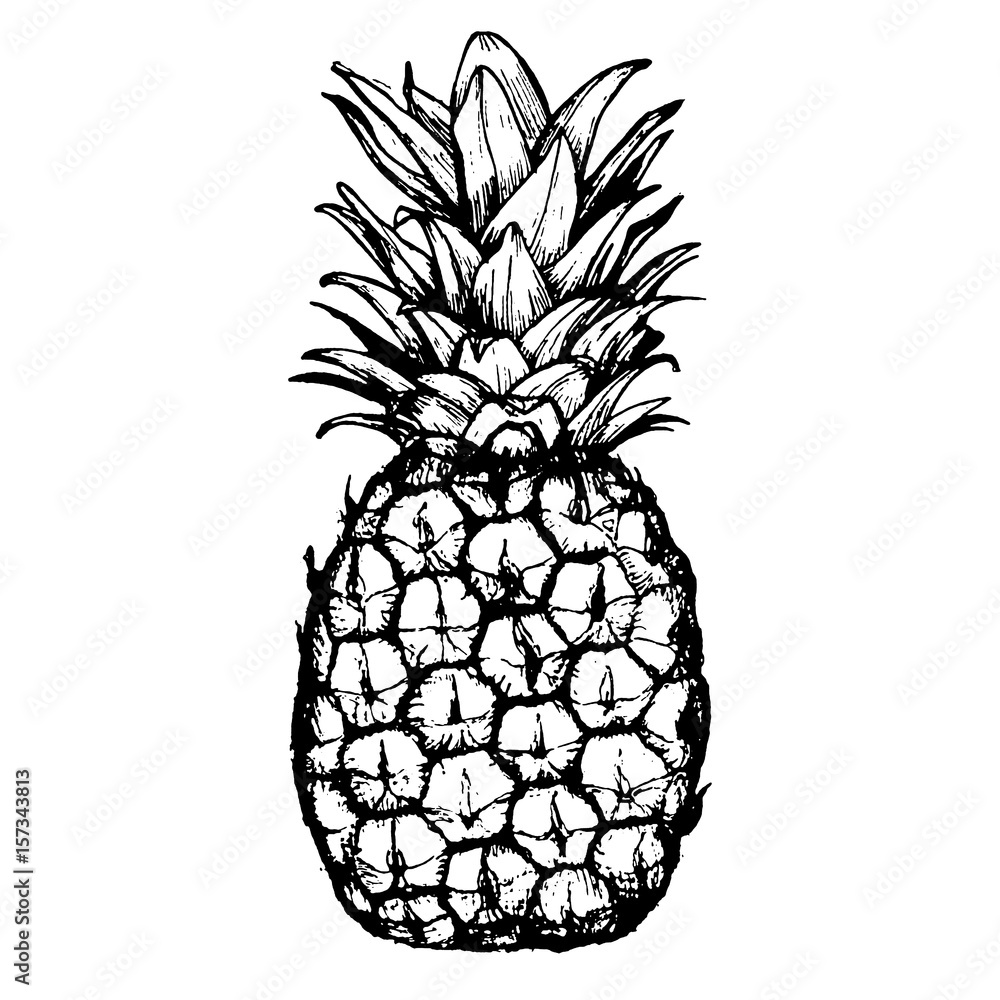 Vector hand drawn pineapple. Tropical summer fruit engraved style illustration. Perfect for invitations, greeting cards, posters. Vector hand drawn pineapple. Tropical summer fruit engraved style illustration. Perfect for invitations, greeting cards, posters.