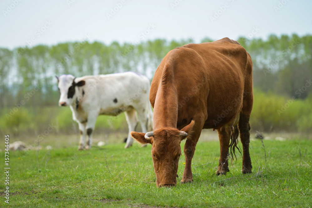 Herd of cows at summer green field , green grass pasture.