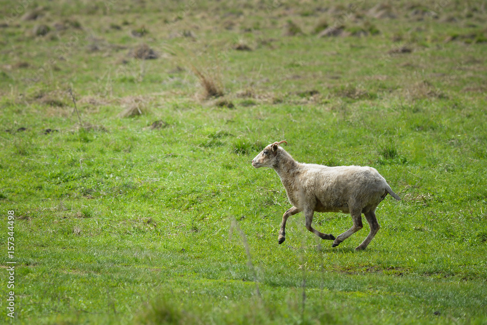 Sheep running fast on green grass of spring meadow
