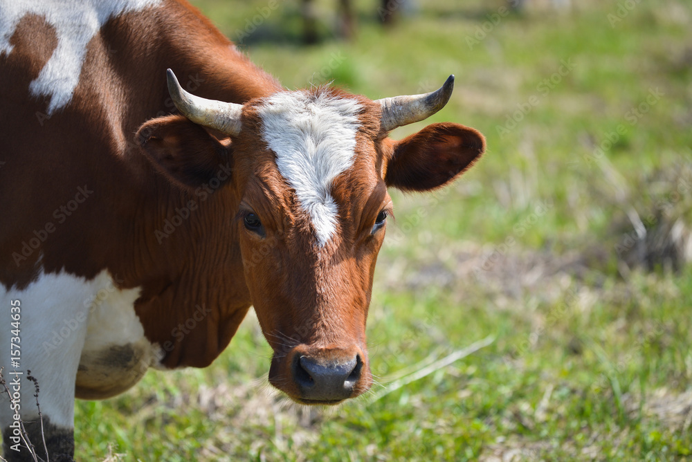 Closeup portrait of grazing brown and white cow