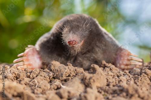 Portrait of Wild Mole on a Molehill
