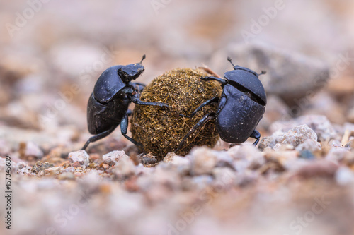 Two strong slogging dung beetles