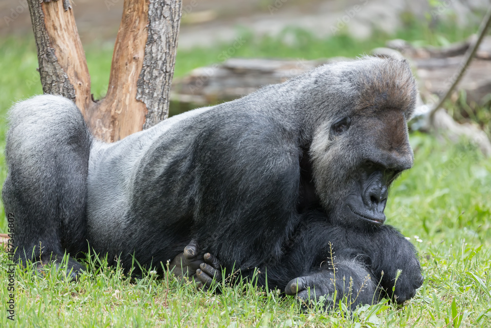 Male strong gorilla resting on the ground at the zoo