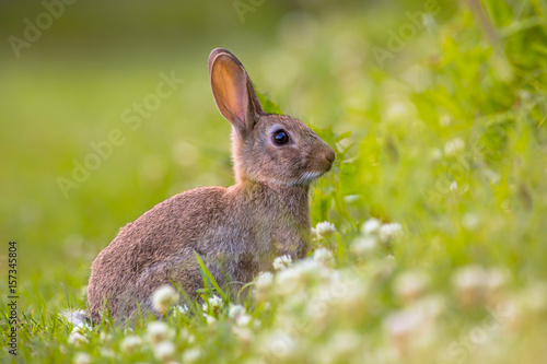 Wild European rabbit