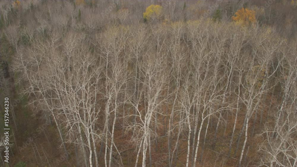 AERIAL: Flying above beautiful bare birch tree canopies, lush green spruce trees and gorgeous colorful fall foliage treetops in woodland in picturesque wilderness. Dry leaves covering forest floor AERIAL: Flying above beautiful bare birch tree canopies, lush green spruce trees and gorgeous colorful fall foliage treetops in woodland in picturesque wilderness. Dry leaves covering forest floor