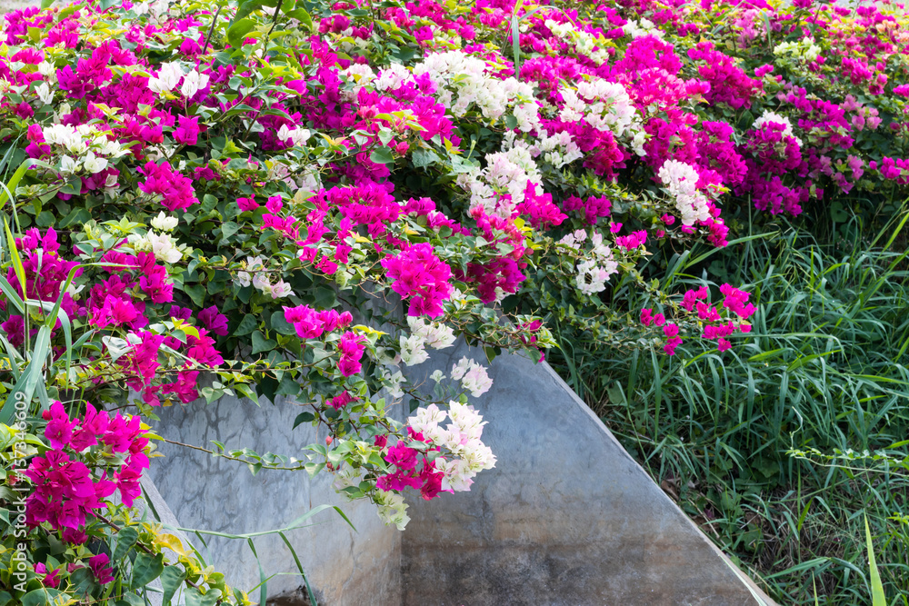 Bougainvillea flowers on concrete.