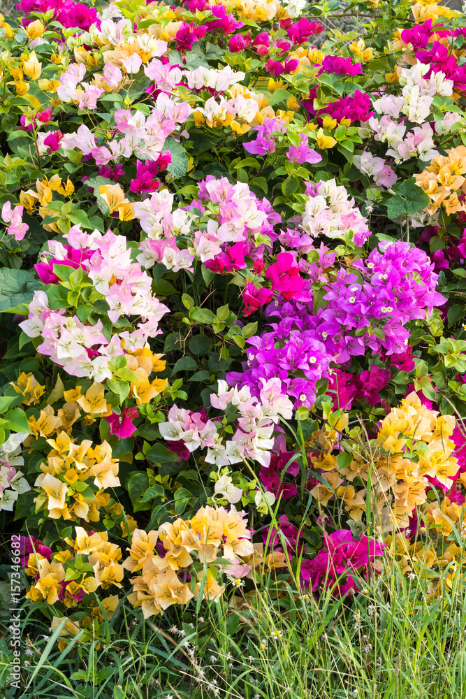 Background beautiful bougainvillea flowers. Background beautiful bougainvillea flowers.