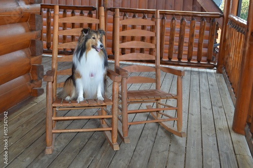 Happy Collie sitting on cabin balcony rocking chair  photo