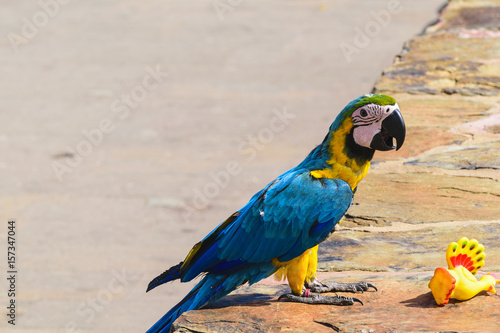 Parrot from Grand Canary