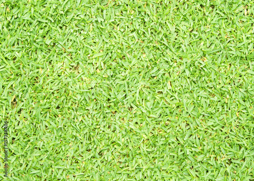 grass grass