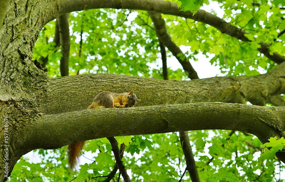 Wild squirrel on a tree branch Wild squirrel on a tree branch