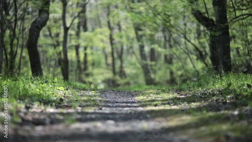 春の里山　遊歩道