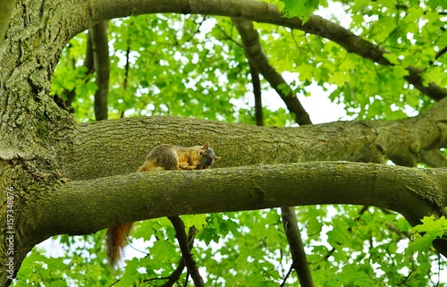 Wild squirrel on a tree branch