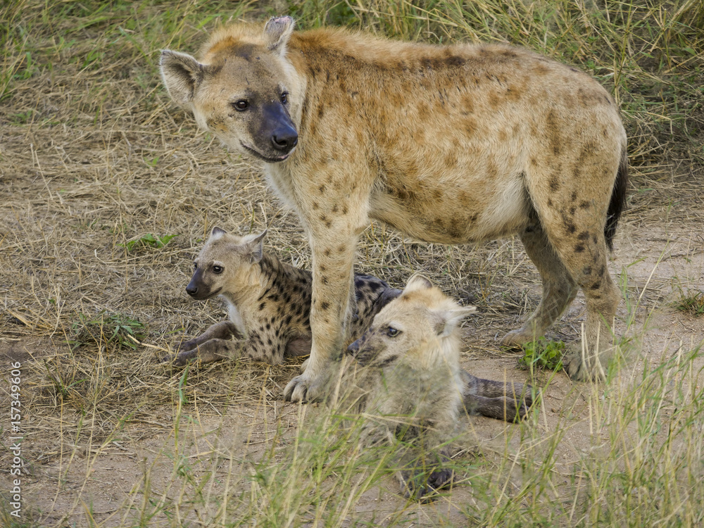 Spotted Hyena Cackle 0003: An adult and two cubs in South Africa. Spotted Hyena Cackle 0003: An adult and two cubs in South Africa.