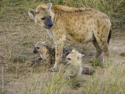 Spotted Hyena Cackle 0003: An adult and two cubs in South Africa.