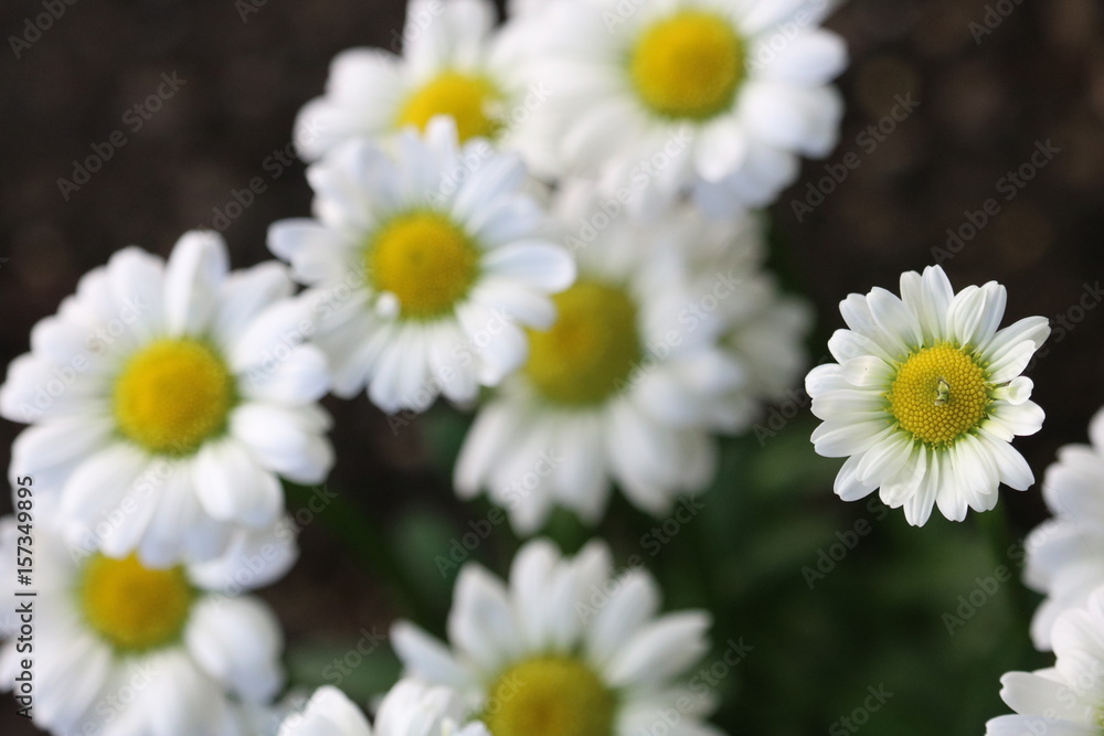 Fototapeta premium Group of Daisies