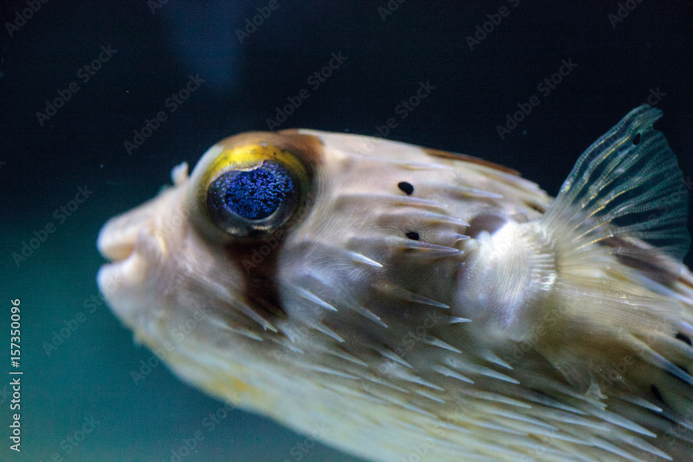 Fototapeta premium Spiny porcupinefish Diodon holocanthus has eyes that sparkle with blue flecks
