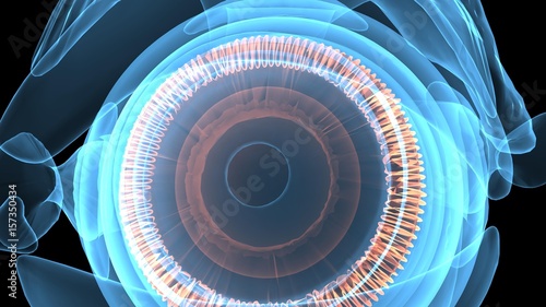 3d illustration of the human eye anatomy photo