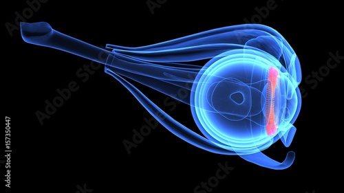 3d illustration of the human eye anatomy