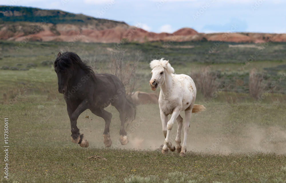 Fototapeta premium Wild Horses