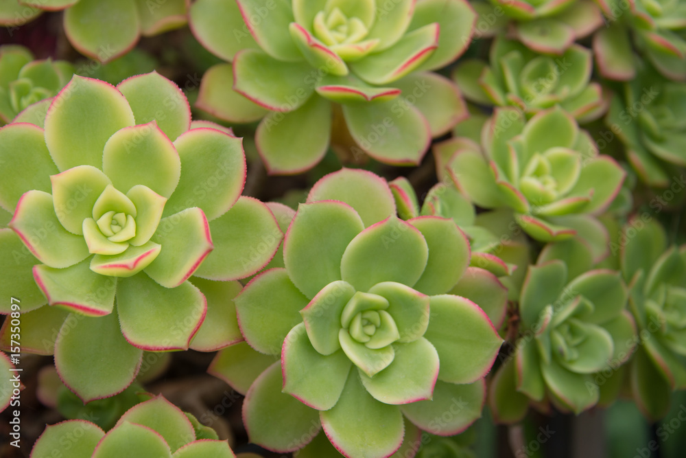 Succulents with green leaves and red tips Succulents with green leaves and red tips