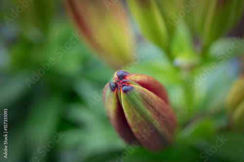 Spring Tulip