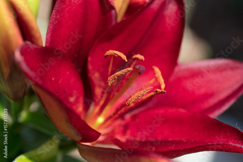 Lily