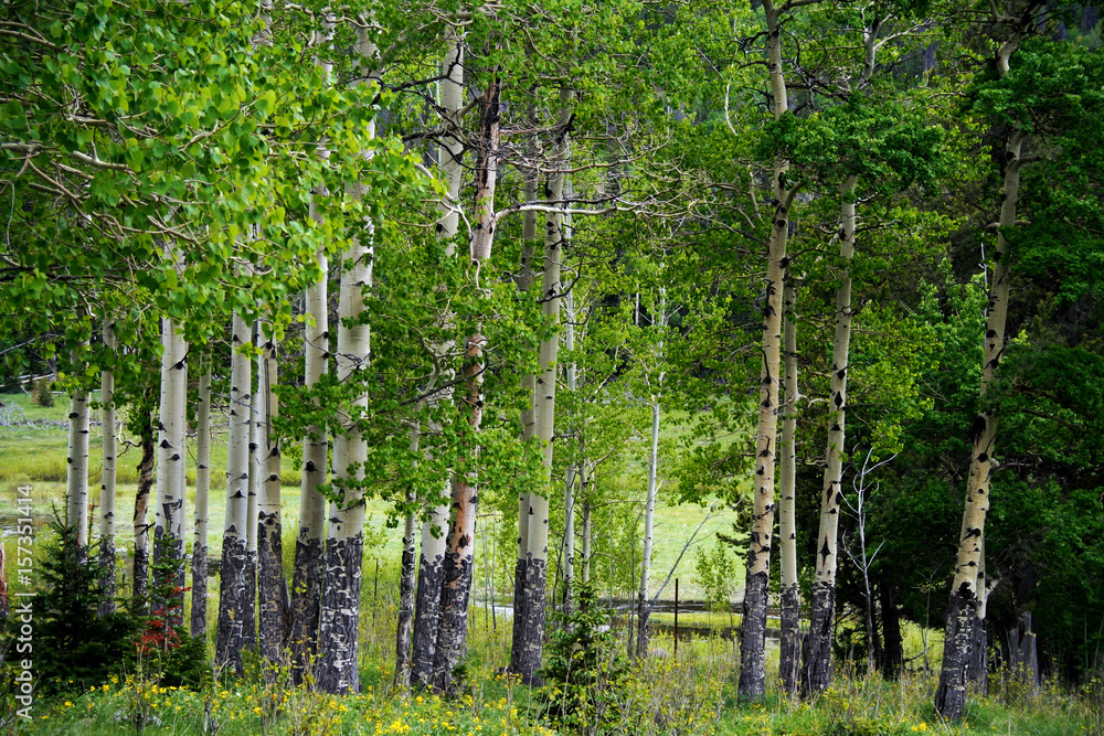 Fototapeta premium Aspens