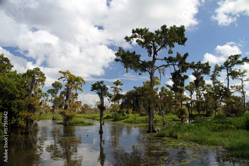 Maurepas Swamp, Lousiana