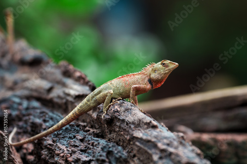 Chameleon in Thailand, Reptile in Thailand © K Stocker