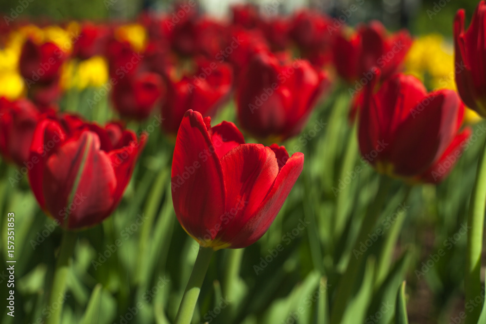 Blooming red and yellow tulips, spring background, concept of spring, renewal, heyday, horizontal Blooming red and yellow tulips, spring background, concept of spring, renewal, heyday, horizontal