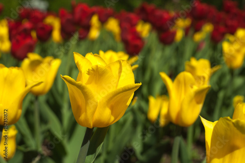 Tableau sur toile Blooming red and yellow tulips, spring background, concept of spring, renewal, h