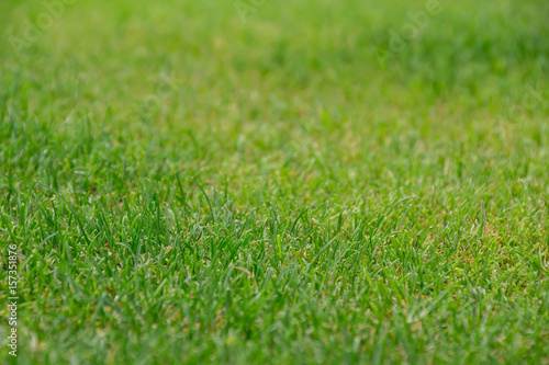 Wallpaper Mural 芝生 Torontodigital.ca