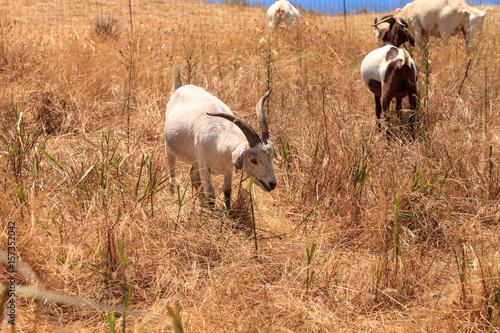 Papier peint Goats cluster along a hillside and eat dry grass