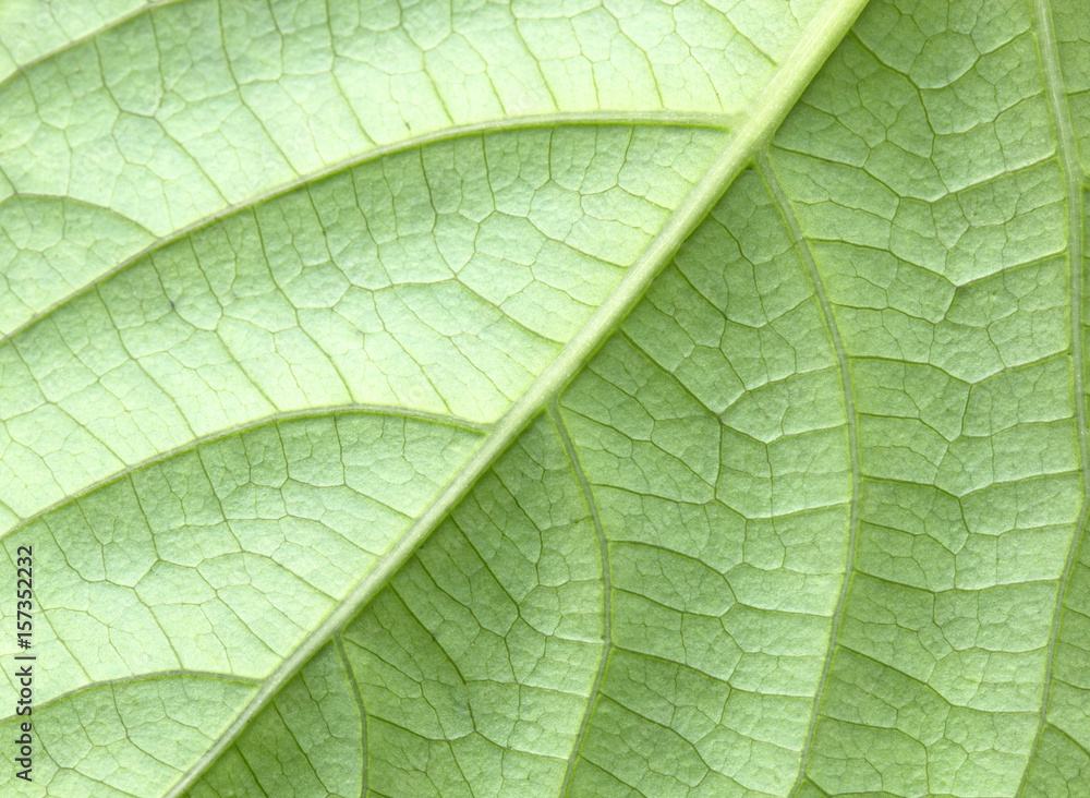 Leaves Leaves