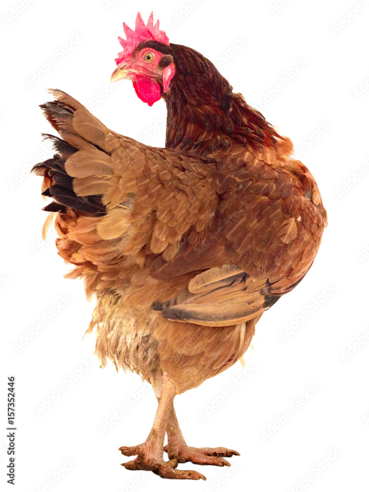 Fototapeta premium brown hen isolated on white, studio shot