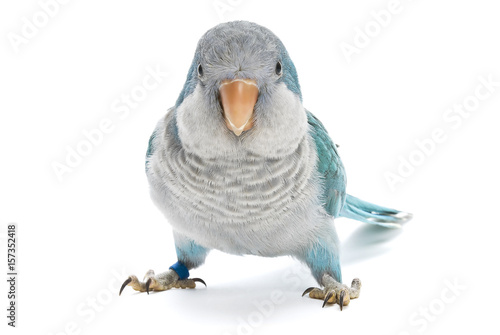 Young blue quaker, Myiopsitta monachus, 10 weeks old on a white background.