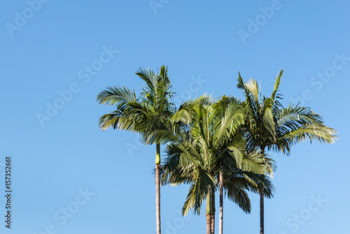 Alexandra palm trees against blue sky with copy space