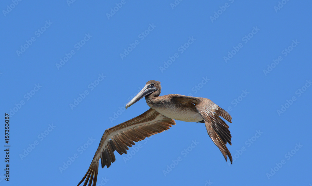 Obraz premium Pelican Flying/Grey pelican flying through a clear blue sky