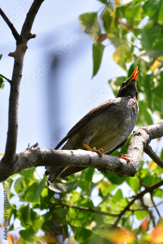 starling